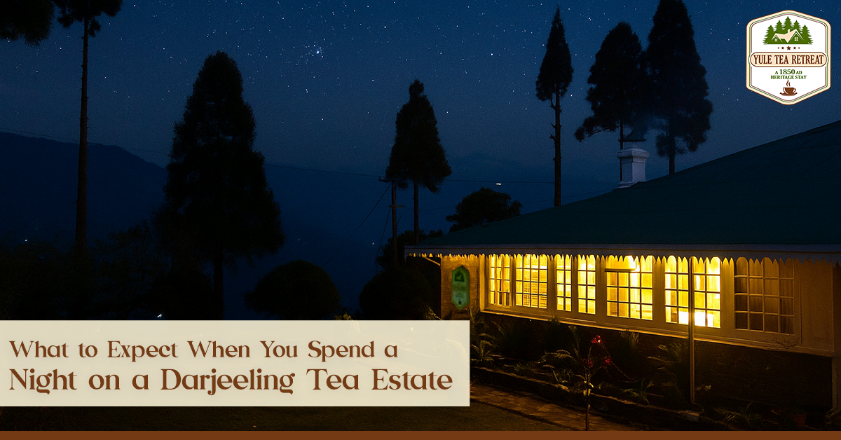 What to Expect When You Spend a Night on a Darjeeling Tea Estate